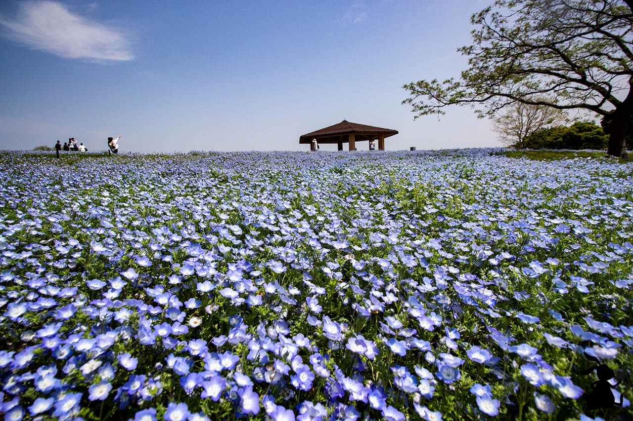 우미노나카미치 해변공원에 핀 네모필라 공원의 ‘꽃의 동산’ 지구에 하늘빛 네모필라 융단을 깔아놓았다.