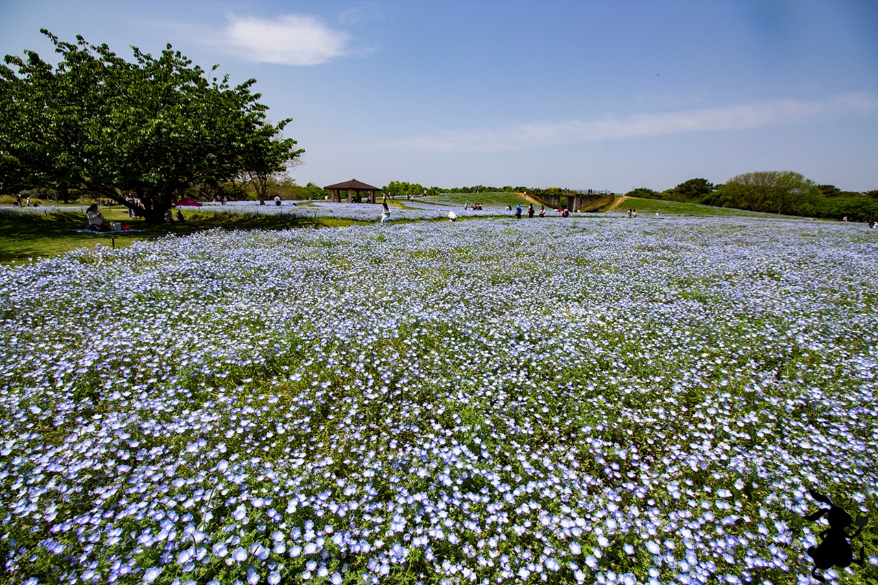 꽃의 언덕에 핀 네모필라 후쿠오카로 여행 중 네모필라가 아니었다면 우미노나카미치 해변공원의 매력을 몰랐을 것이다. 