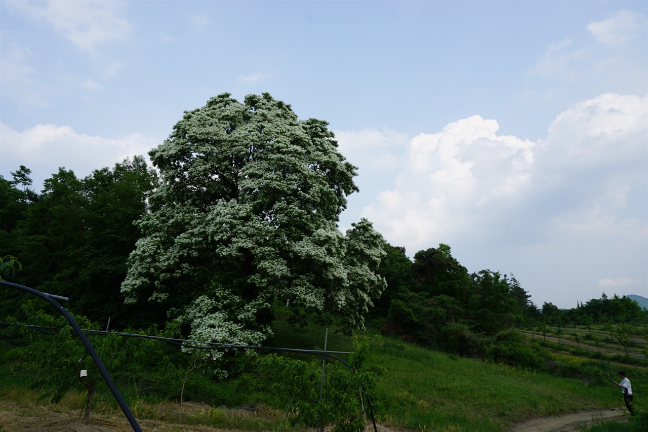 영천 용전리 이팝나무