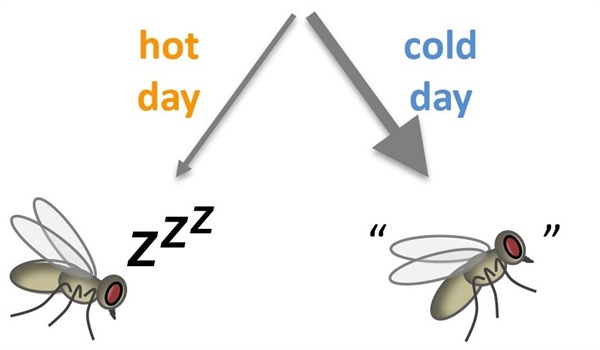 더운 날(hot day)에는 낮잠 억제 유전자가 거의 작동하지 않아(가는 화살표) 초파리가 쉽게 낮잠에 빠져드는 반면, 서늘한 날(cold day)에는 낮잠 억제 유전자가 왕성하게 활성화 해(굵은 화살표)가 낮잠을 자지 않고 먹이 활동 등에 나선다.