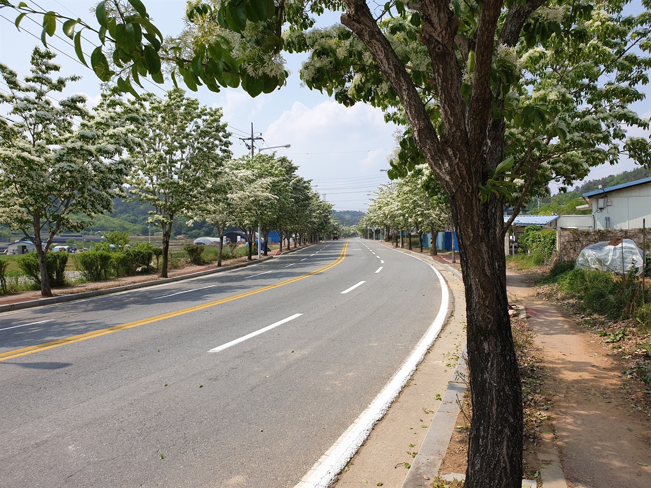 국립 5.18 민주묘지 진입로를 따라서 심어진 이팝나무