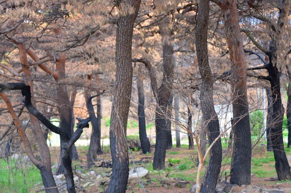 이번 강원도 산불로 가장 큰 피해를 입은 것은 숲속의 나무들이다.
산불로 타버린 수 백년 된 아름드리 소나무들(강원도 고성 원암리)