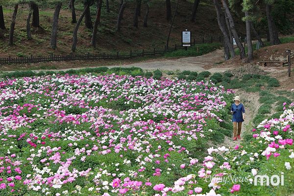 경주 선도산 기슭 서악마을 작약꽃 단지 모습