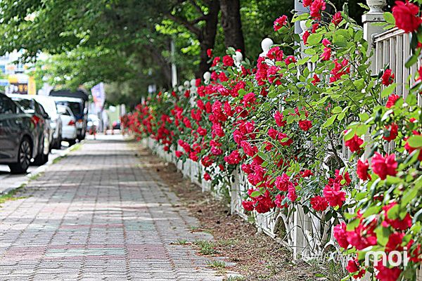 경주 충효동 아파트 단지 울타리에 장미로 뒤덮인 모습