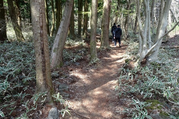 키 작은 야생 대나무 조릿대(혹은 산죽) 숲길.