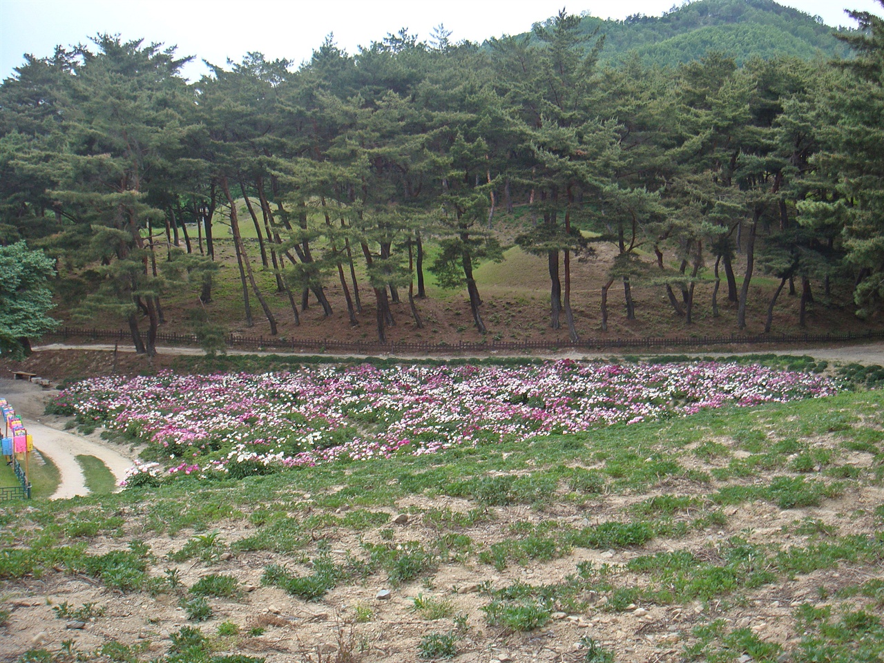 선도산 기슭 작약꽃이 활짝 핀 사이로 헌안왕릉과 문성왕릉의 모습이 보인다.