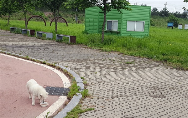 충남 공주시 쌍신생태공원에는 많은 유기견이 버려지고 있다. 최근 버려진 애완견.