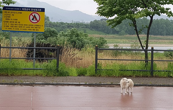 충남 공주시 쌍신생태공원에는 많은 유기견이 버려지고 있다. 최근 버려진 애완견.