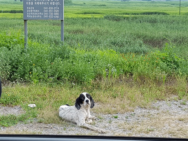 지난해 충남 부여군 강변에 버려진 대형견은 뼈만 앙상한 상태로 발견됐다. 