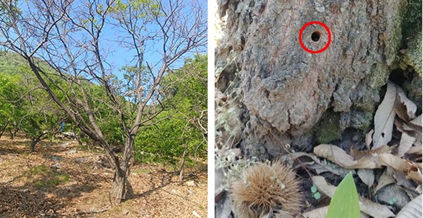말라죽은 밤나무(왼쪽). 뿌리 근처를 보면 드릴로 구멍을 뚫고 제초제를 넣은 흔적이 남아 있다(오른쪽).