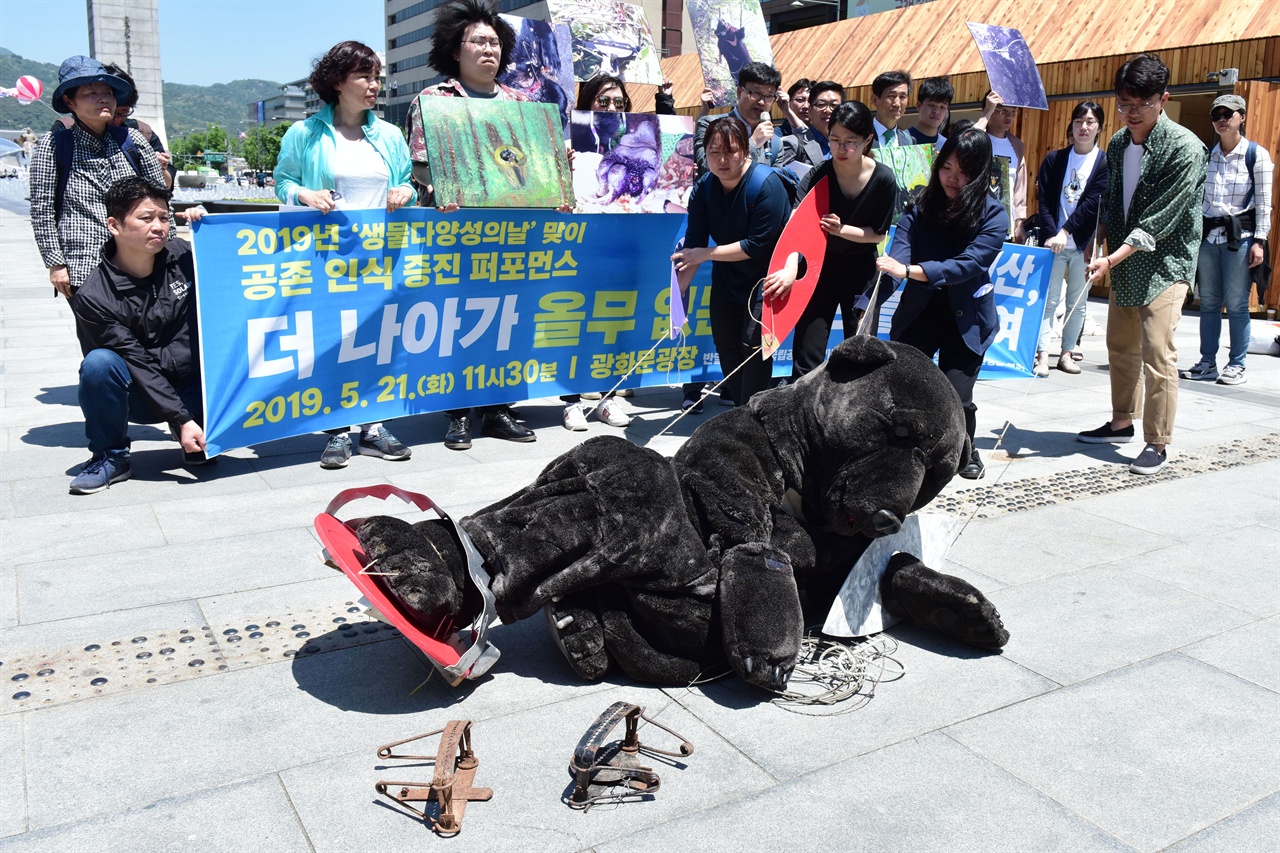 국립공원을지키는시민의모임, 녹색연합, 반달곰친구들 등 6개 환경운동단체 회원들이 21일 오전 서울 종로구 광화문광장에서 대형 덫에 걸려 고통스러워 하는 반달곰을 표현하는 퍼포먼스를 진행하고 있다. 2019.05.21