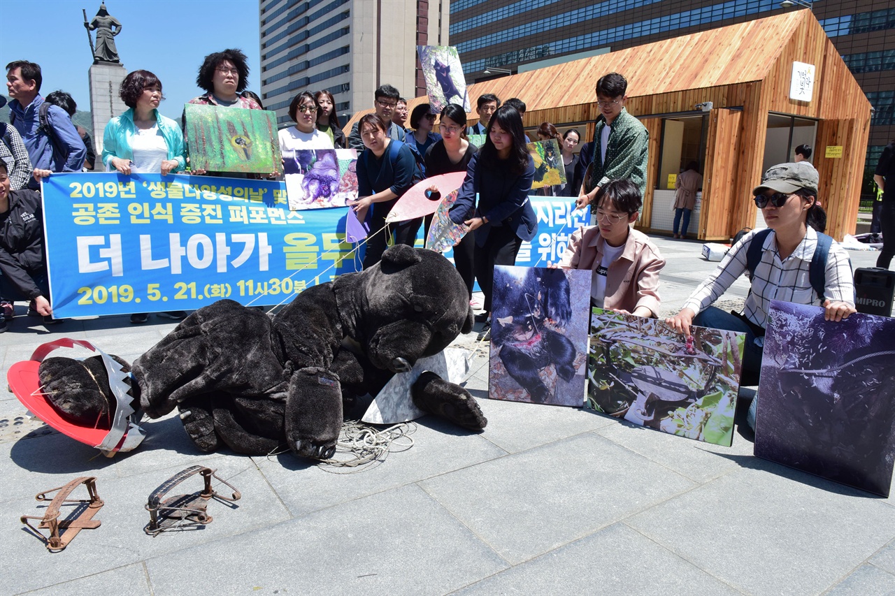 덫에 걸려 죽어가는 반달곰 국립공원을지키는시민의모임, 녹색연합, 반달곰친구들 등 6개 환경운동단체 회원들이 21일 오전 서울 종로구 광화문광장에서 대형 덫에 걸려 고통스러워 하는 반달곰을 표현하는 퍼포먼스를 진행하고 있다. 2019.05.21