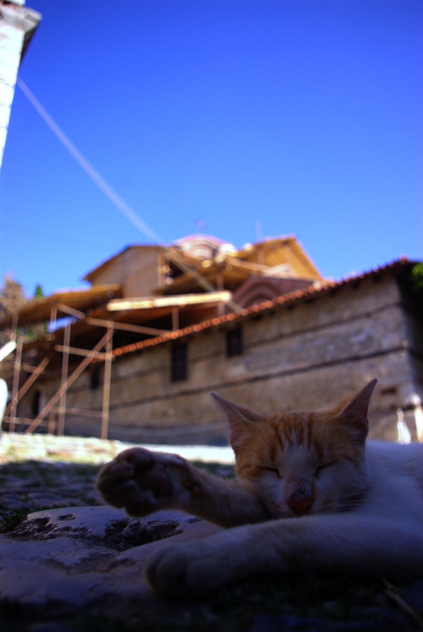 호숫가 마을 오흐리드에서 게으르고 행복한 일상을 보내고 있는 고양이.