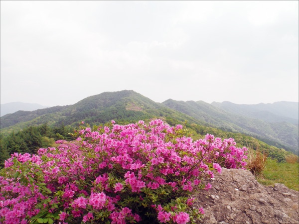     연홍빛 산철쭉 꽃들로 더욱 아름다운 오월이다.
