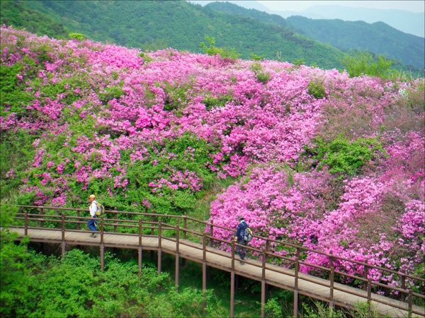    아름다운 산철쭉 꽃길을 걷는 행복이란...