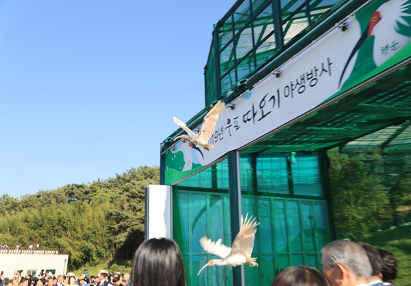  5월 22일 오후 경남 창녕 우포따오기복원센터에서 열리니 따오기 자연 방사 행사.