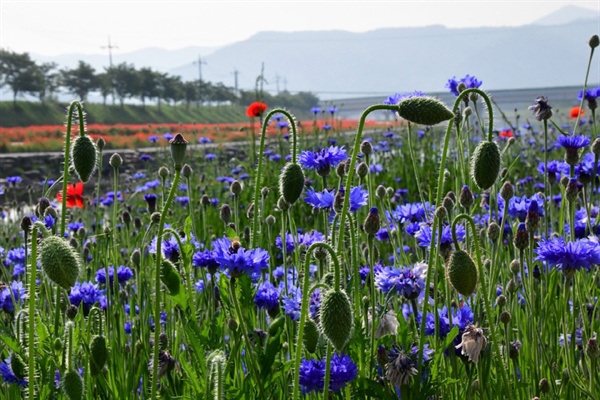  광양읍 서천변에 활짝 핀 수레국화.