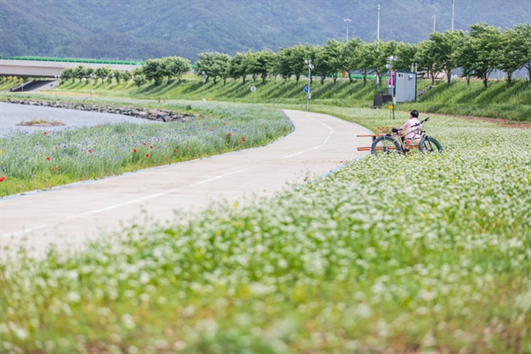  광양읍 서천변 메밀밭. 인기 드라마 '도깨비'의 메밀꽃 눈 내리는 장면이 생각난다. 