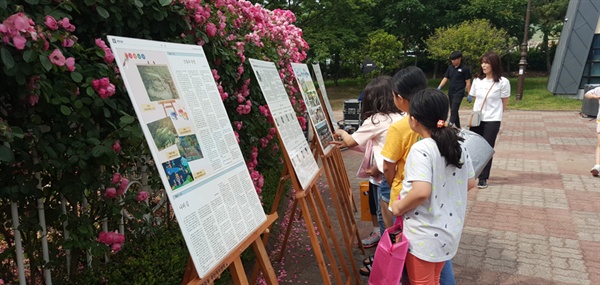 학생들이 장미동산에 전시된 윤동주 백일장 사생대회 역대 수상작들을 살펴보고 있다. 