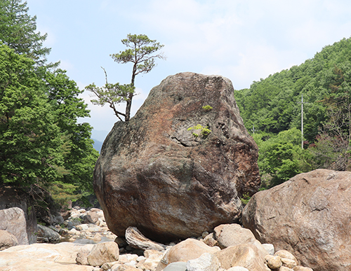  칠선계곡 둥굴바위(원암대) 노송