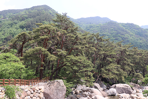  서복솔숲