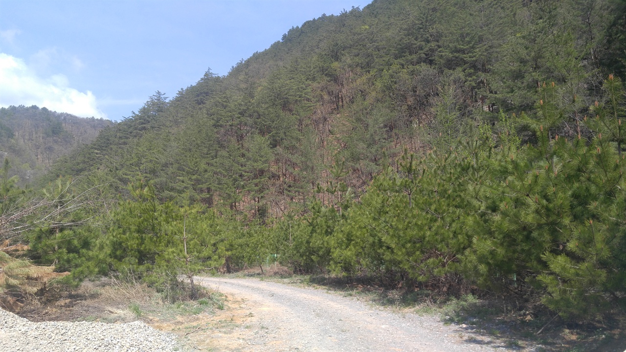 약 220만톤의 폐석과 폐미로 계곡이 매장된 위에 흙이 덮이고 현재 나무가 자라고 있는 모습(삼척)