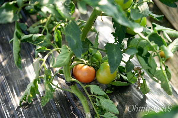 토마토의 품종은 수천 가지다. 색이나 모양에 따라 천차만별이다. 국내에 등록한 토마토 품종만 600종이 넘지만 유럽에서 도입한 품종이 대세다. 