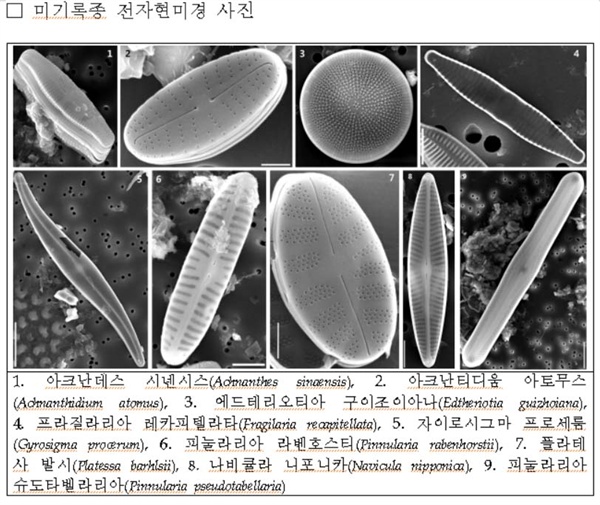 미기록종 전자현미경 사진