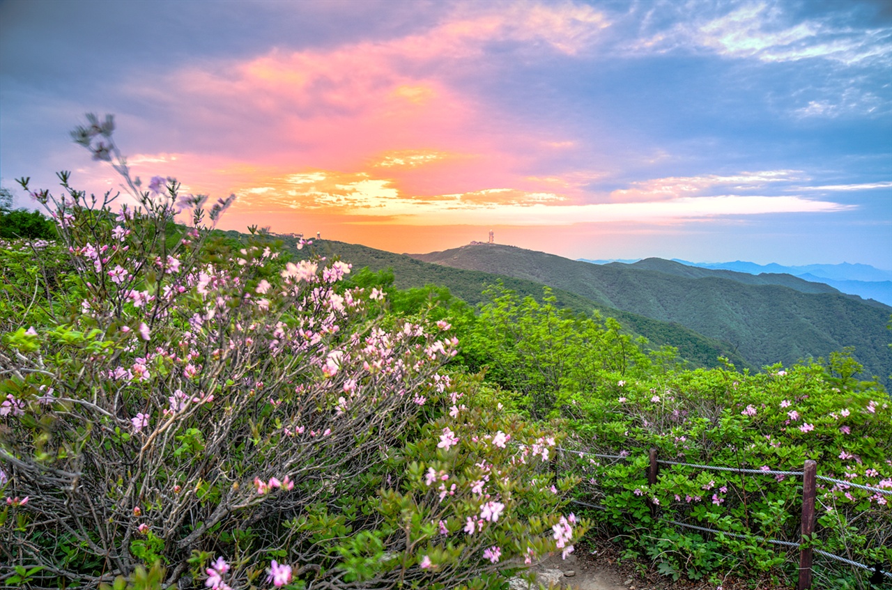 연화봉과 비로봉 산길에 만난 철쭉 하늘정원 소백산의 연분홍으로 물든 곳의 포인트는 당연 연화봉과 비루봉 가는 길이다. 어두운 하늘을 뚫고 붉은 빛이 밀려든다.