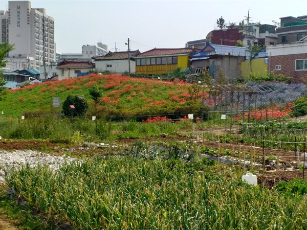 도심 한가운데인 금창동 더러부지 위에 붉은 야생화가 한창 피었다. 