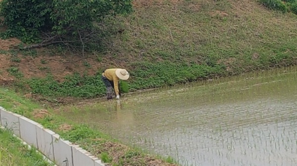  충남 예산군 광시면의 한 농촌 들녘에는 이른 아침부터 모를 심는 이앙기들이 논을 오가고 있다. 바쁜 것은 이앙기뿐만이 아니다. 이앙기가 논을 한 바퀴 돌고 나면 논 주변에 있는 모판을 다시 트랙터에 실어주는 사람들도 분주하기는 마찬가지다. 