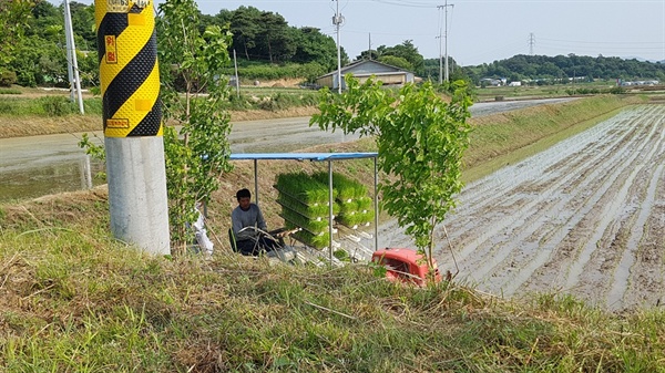  홍동면의 또다른 논에서도 모판을 가득실은 이앙기가 막바지 모내기에 한창이다. 