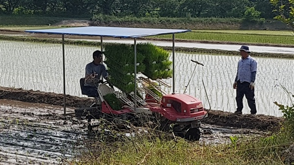  농촌 들녘에는 이른 아침부터 모를 심는 이앙기들이 논을 오가고 있다. 바쁜 것은 이앙기뿐만이 아니다. 이앙기가 논을 한 바퀴 돌고 나면 논 주변에 있는 모판을 다시 트랙터에 실어주는 사람들도 분주하기는 마찬가지다. (홍성군 홍동면)