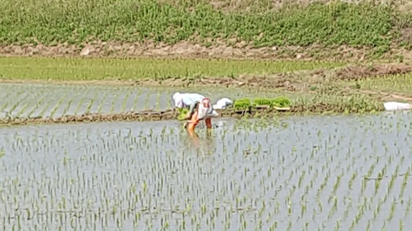  2일 모내기를 끝낸 후, 한 농민이 빠진곳을 확인하며 모를 심고 있다. 