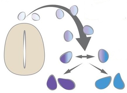 처음에 생성된 세포들(작은 알갱이 모양)은 특색이 없이 비슷하다.그러나 시간이 지나면서 서로 다른 특징들이 혼재하게 되다가, 결국 어느 한쪽을 선택하고 다른 쪽을 버리게 된다. 이렇게 해서 서로 다른 역할을 하는 세포들(그림에서 보라색과 하늘색)로 확연하게 나뉘게 된다.