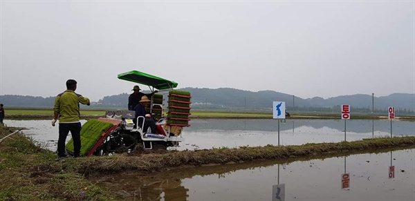  서천군 농민회는 이날 이른 아침부터 농민회원들은 논 주변에 모판을 옮겼으며, 이앙기를 이용해 1200평의 논에 통일에 대한 마음을 담아 모내기를 마쳤다.