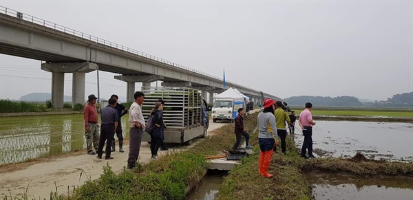 서천군 농민회원들이 북한에 통일쌀을 보내기 위한 모내기 행사에 참여하고 있다. 이들은 이날 모두 1200평의 논에 모를 심었다.