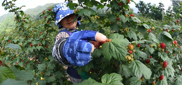 거창군 거창읍 가지리 이수미팜베리 농장의 딸기 수확.
