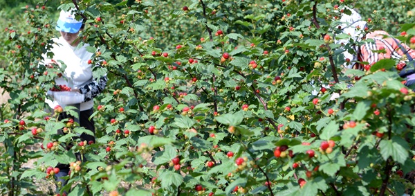 거창군 거창읍 가지리 이수미팜베리 농장의 딸기 수확.