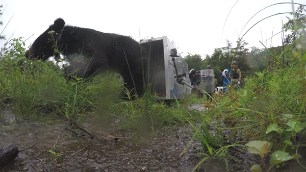2018년 8월 수도산에 재방사 되었던 반달가슴곰 KM-53.