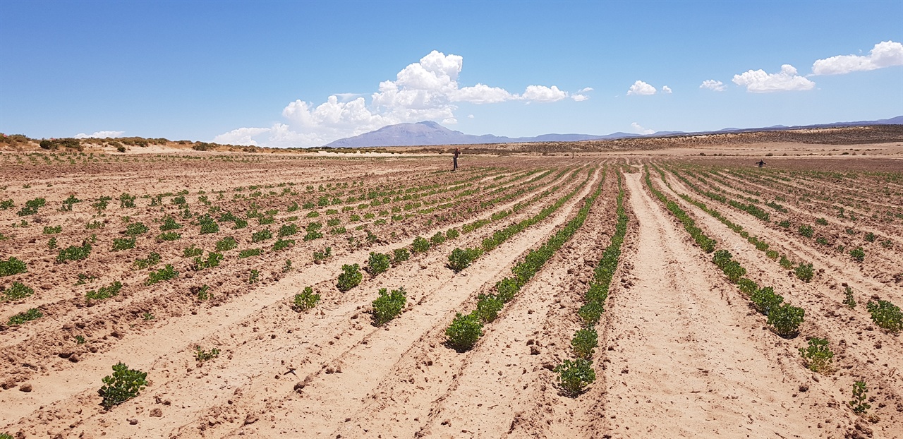 우유니 소금사막 인근에서 재배중인 슈퍼곡물 퀴노아