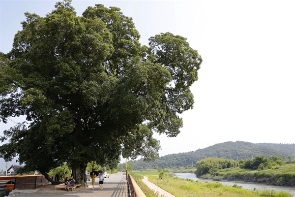 교량마을의 역사와 함께 하는 팽나무. 이사천변 둔치에서 주민들에게 그늘을 내어주는 쉼터로 사랑받고 있다. 