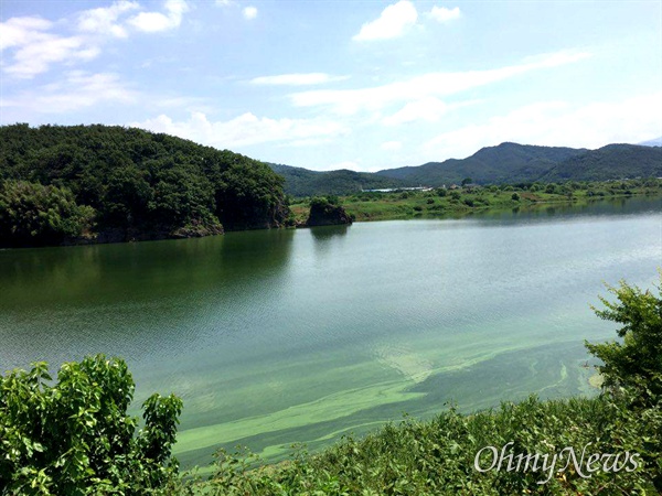 6월 24일 합천창녕보 상류에 있는 도동서원 앞 낙동강의 녹조.