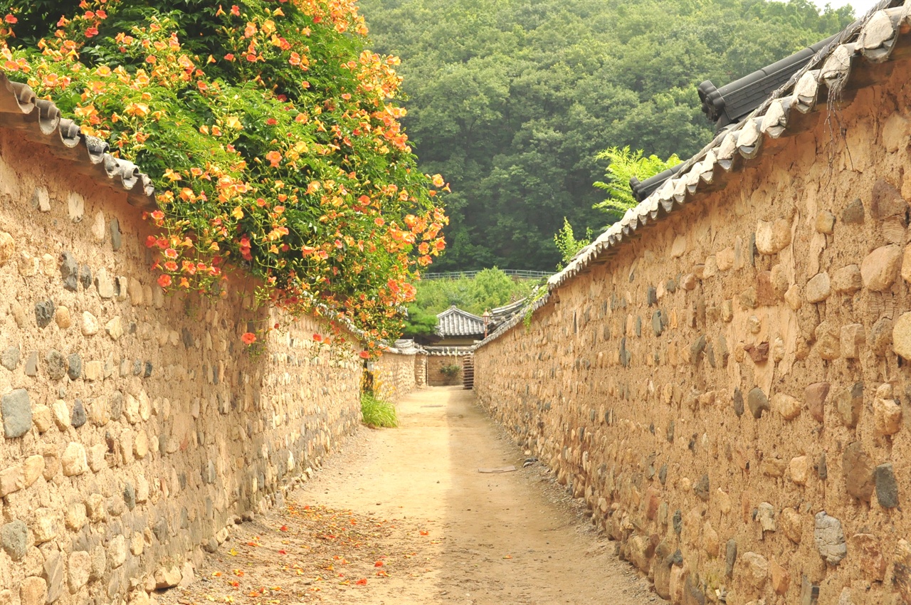  옛 담장위에 소복하게 피어난 능소화. 잠시 사람들의 발검음이 멈춘 골목길에 서서 아름다운 정경에 빠져들었다.