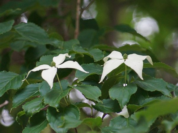 산딸나무 꽃