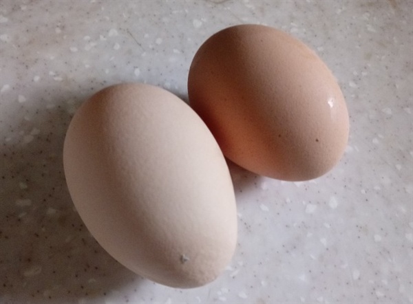 2개의 고환은 달걀 모양으로 생겼는데, 육안으로 식별될 만큼 보통 크기가 다르다. 사람의 경우 오른쪽 고환이 대부분 크다. 