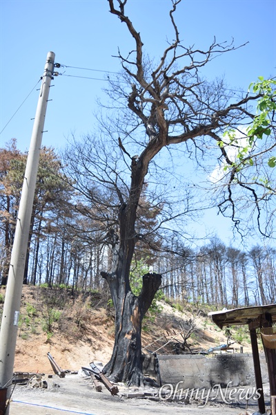 변 할머니 집터 옆에 있는 100년 넘은 밤나무도 다 타버렸다.