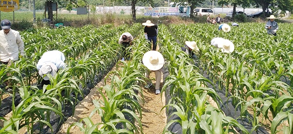  충북 괴산군 옥수수농장에서 외국인계절근로자들이 옥수수순 제거작업을 하고 있다.