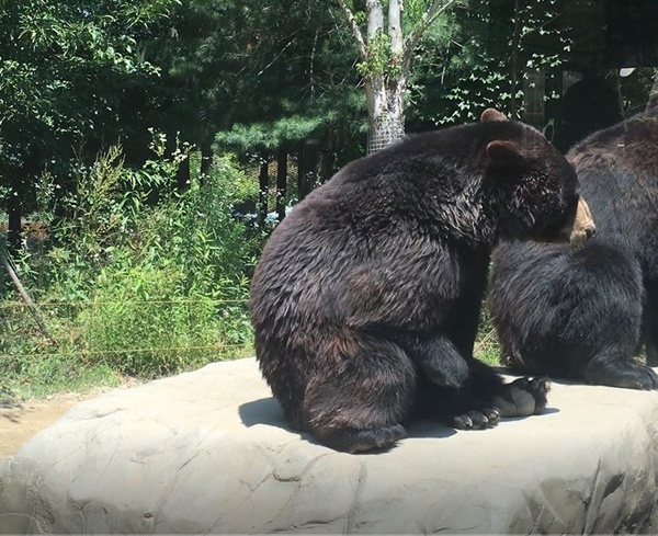 대전동물원 사파리의 오른쪽 앞발이 없는 곰