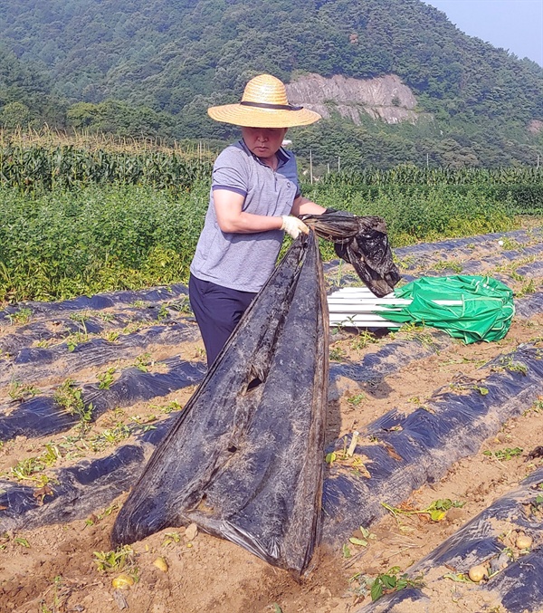 감자 두둑 비닐을 걷어내는 유승봉 대가초등학교 교장선생님 충북형 혁신한교인 행복씨앗학교 사업을 유치해 농사 수업을 비롯해 열린 학교 교육을 실천하는 유승봉 교장선생님이 감자밭에 가장 먼저 도착해 감자 수확 준비를 하고 있다.